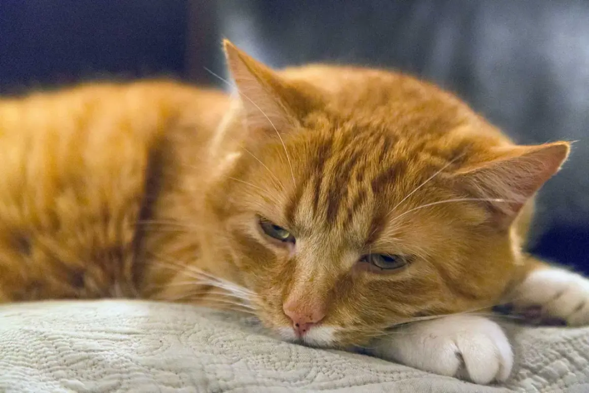 Gato naranja con aspecto cansado, quizás sufriendo de gastritis en gatos.