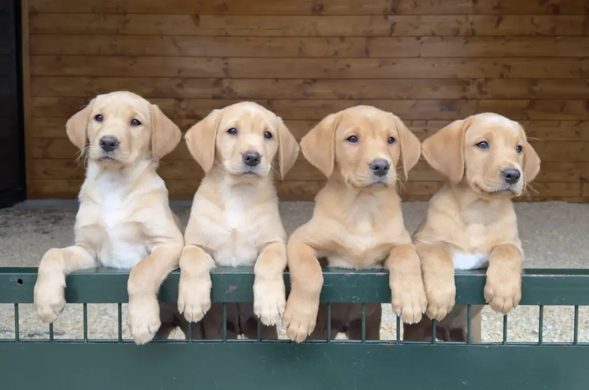 Cuatro adorables cachorros de labrador americano, con sus patitas apoyadas en una valla verde, esperan ansiosos.