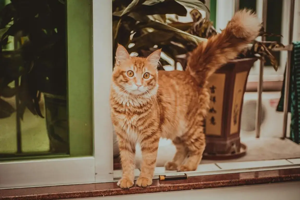 Un chat roux aux yeux vifs se tient sur un rebord, sa queue touffue en l'air, signe qu'il est curieux.