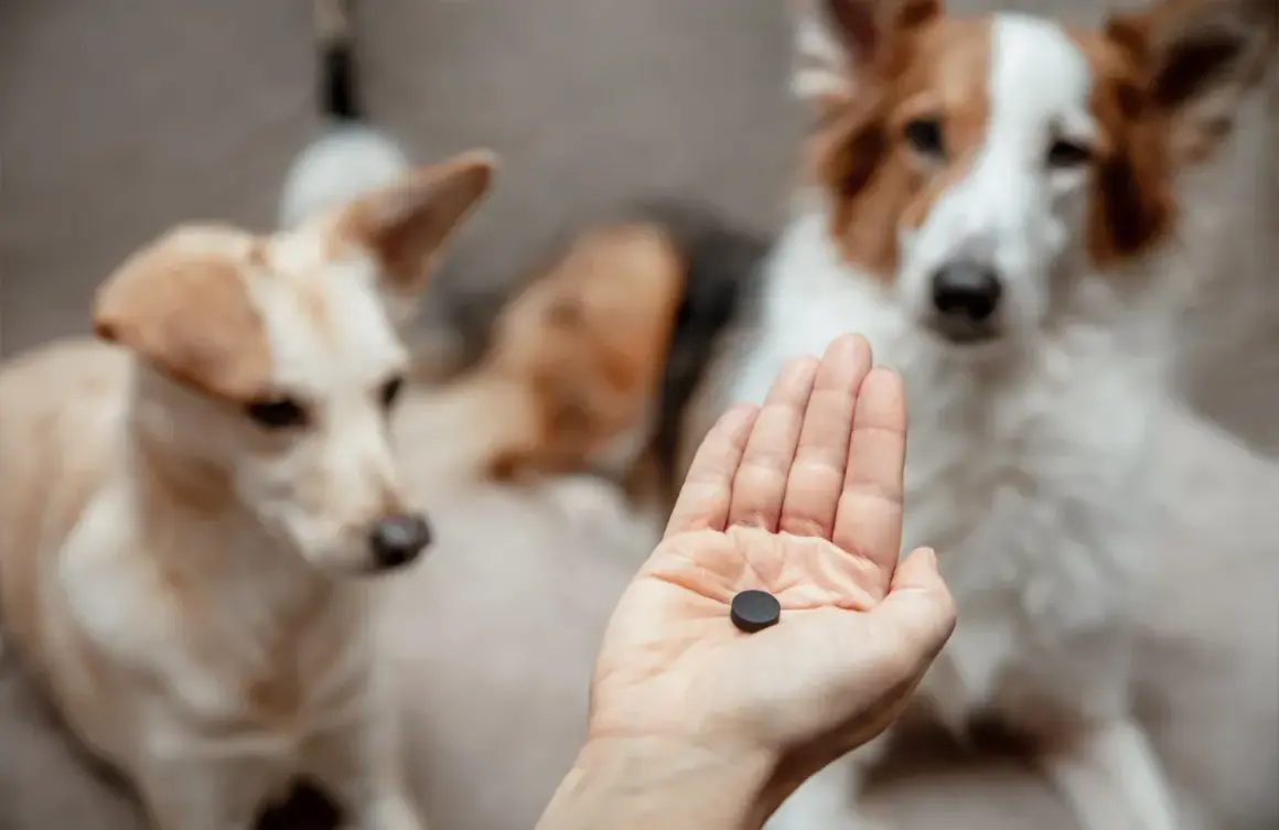 Hand hält Kohletablette für Hunde. Die richtige kohletabletten huhn dosierung ist wichtig für die Gesundheit.