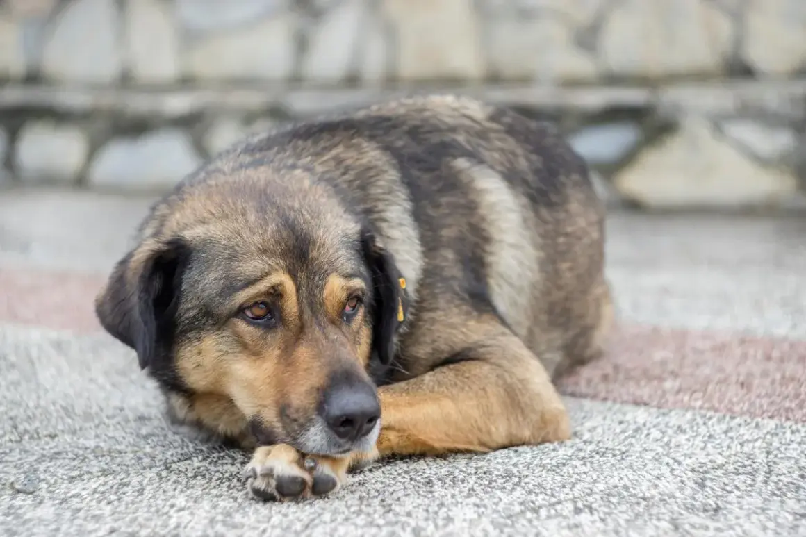 Perro con mirada triste, quizás pensando en cuando sacrificar a un perro con artrosis.