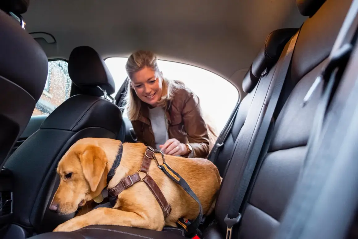 Une femme sourit à son chien insupportable en voiture, attaché sur la banquette arrière en cuir.