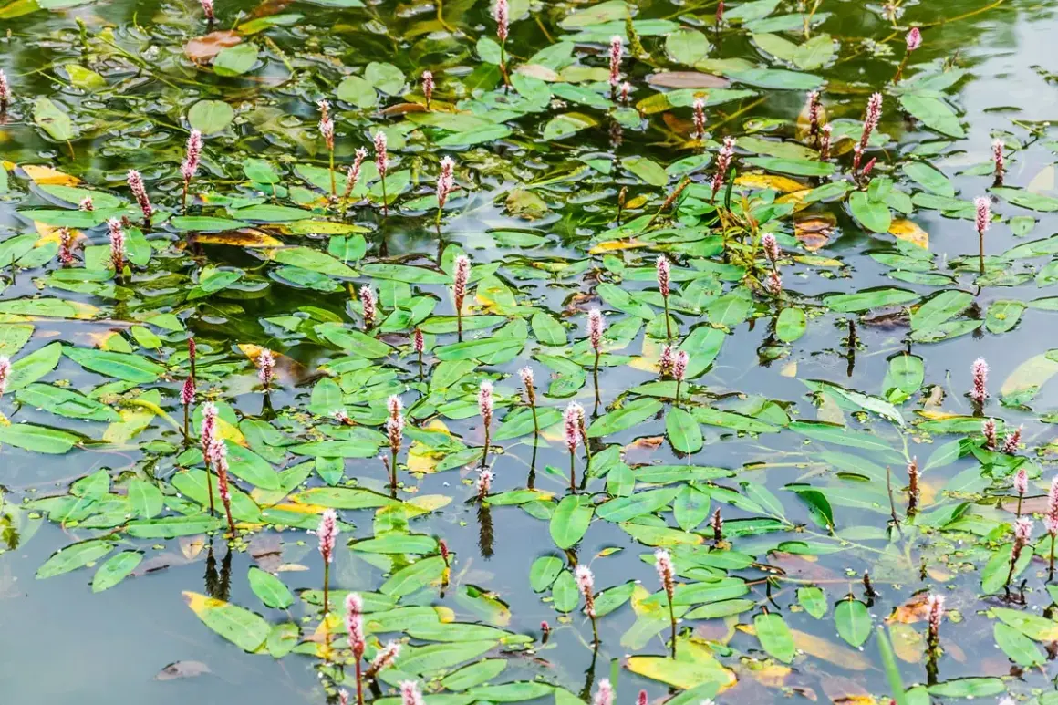 Un étang couvert de feuilles vertes et de longues tiges florales roses. Le potamot, avec ses fleurs délicates, prospère dans cette eau calme.