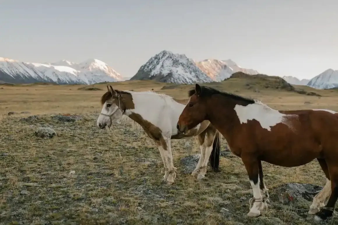 Dwa konie, jeden biało-brązowy, drugi kasztanowaty, pasą się na tle ośnieżonych gór. To wolne jak mustang konie.