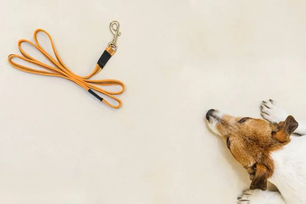 Un perro mira una correa naranja, mostrando diferentes tipos de correas para perros.