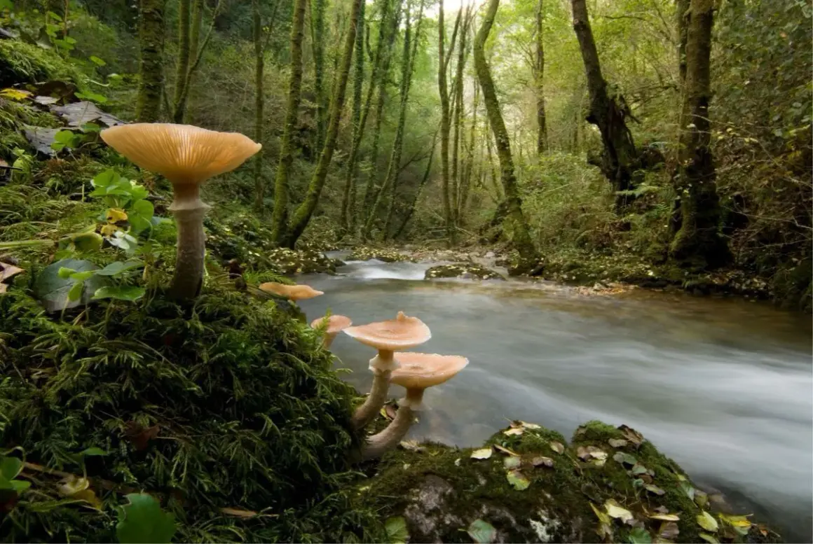 Hongos luminosos crecen en las fragas do Eume, junto a un arroyo de aguas rápidas.