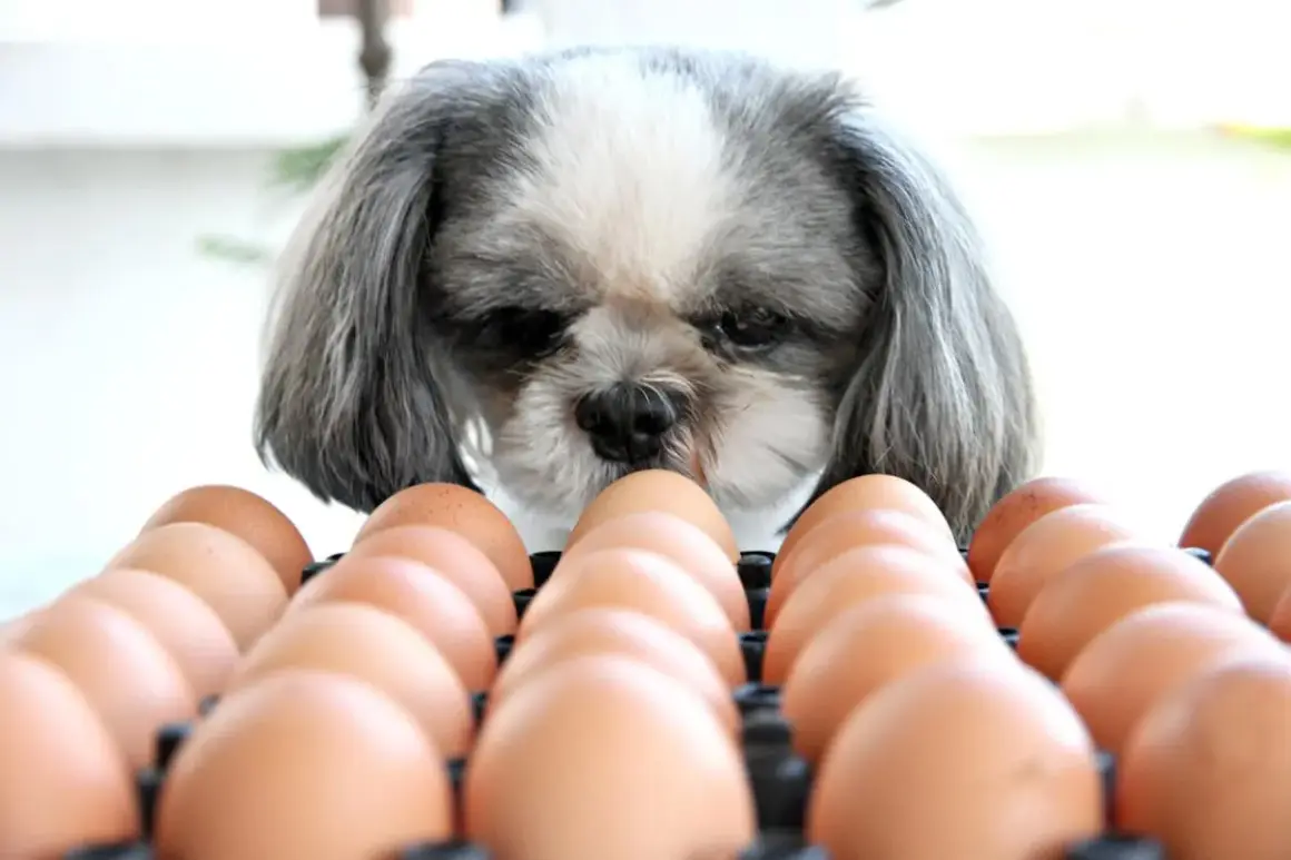Un perro Shih Tzu mira con curiosidad una bandeja de huevos, demostrando que los perros pueden comer huevo.
