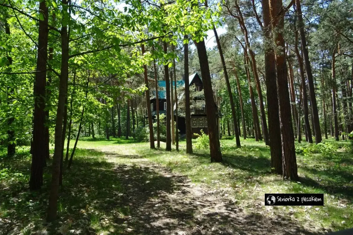 Ścieżka przez las prowadzi do drewnianego domu w letnisku Żarki. Słońce przebija się przez liście, tworząc cienie na ziemi.