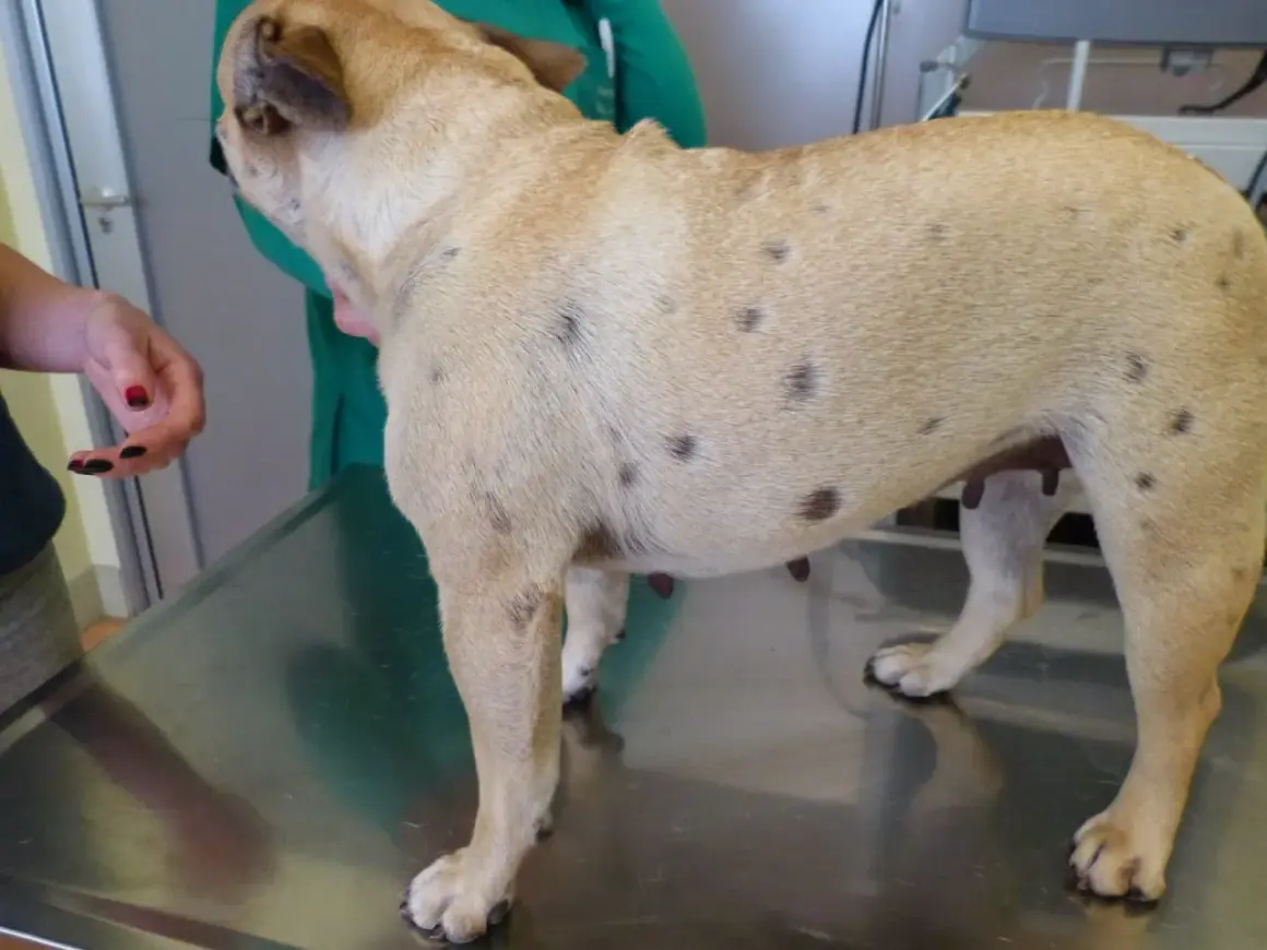 Perro con manchas oscuras en la piel, indicativo de foliculitis. Un veterinario examina al can.