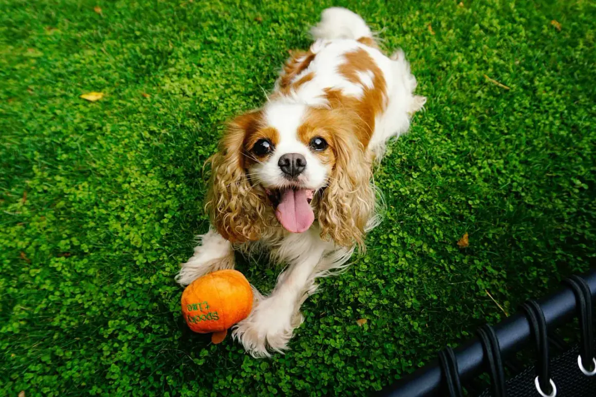 Uśmiechnięty cavalier spaniel leży na trawie obok pomarańczowej zabawki.