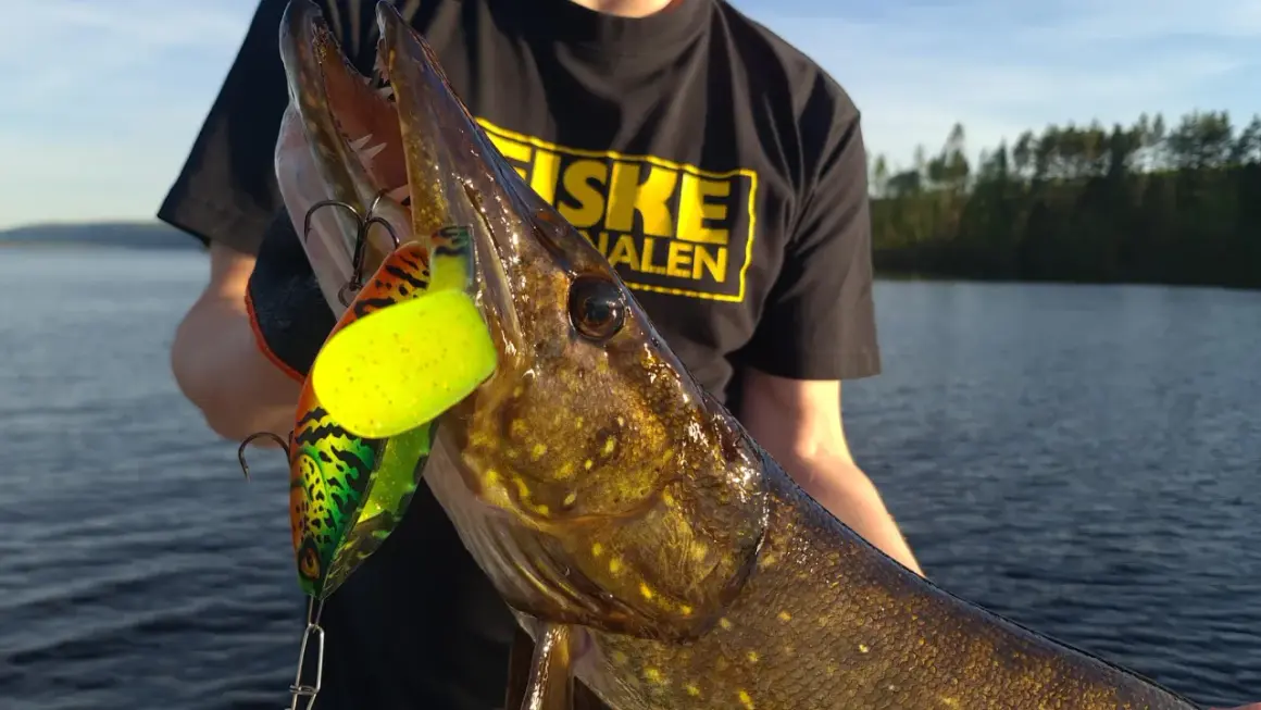 En stolt fiskare visar upp en gädda med en färgglad fisk i rulle som sitter i munnen.
