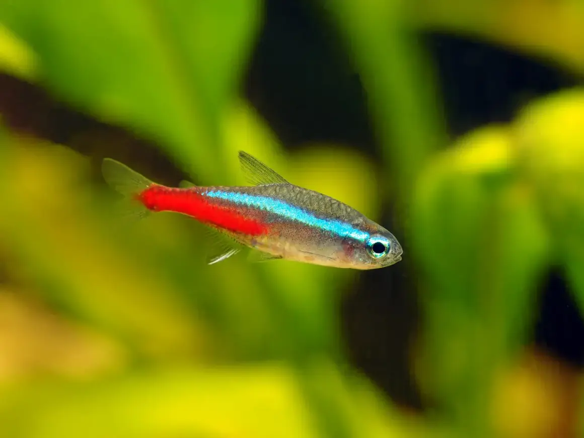 Un poisson néon, avec sa bande bleue électrique et sa queue rouge vif, nage dans un étang verdoyant.