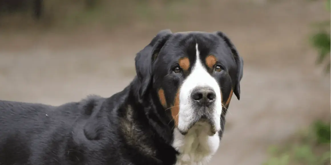 Ein großer Schweizer Sennenhund mit treuen Augen blickt in die Kamera. Sein Fell ist schwarz mit braunen und weißen Abzeichen.