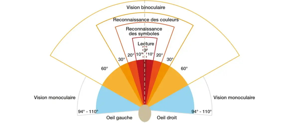 Schéma illustrant les champs de vision et l'acuité visuelle conduite. Vision binoculaire, reconnaissance des couleurs, symboles et lecture.