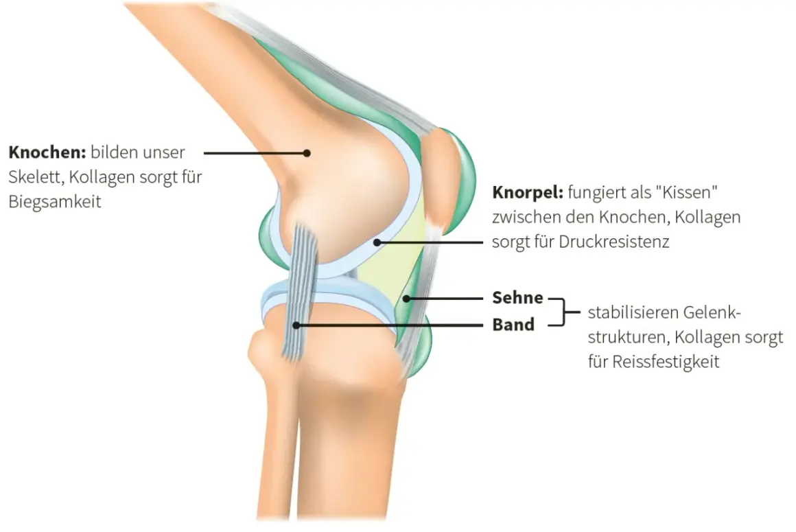 Kollagen gibt Knochen Biegsamkeit, Knorpel Druckresistenz und Sehnen Reißfestigkeit. Das zeigt die Funktion von Kollagen im Kniegelenk.