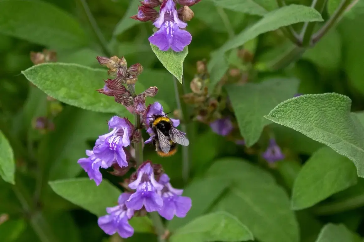 Un'ape raccoglie nettare da fiori di salvia viola. La salvia prospera sia al sole che all'ombra, attirando insetti impollinatori.