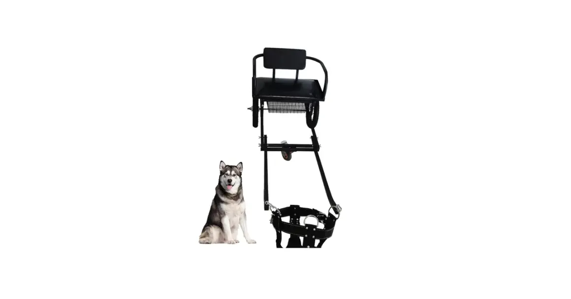 Un husky sibérien pose à côté d'un attelage pour chien, prêt pour l'aventure.