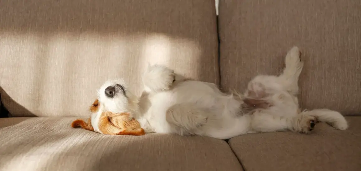 Un perro blanco y marrón duerme boca arriba en un sofá, como si fuera uno de esos perros que no sueltan pelo.