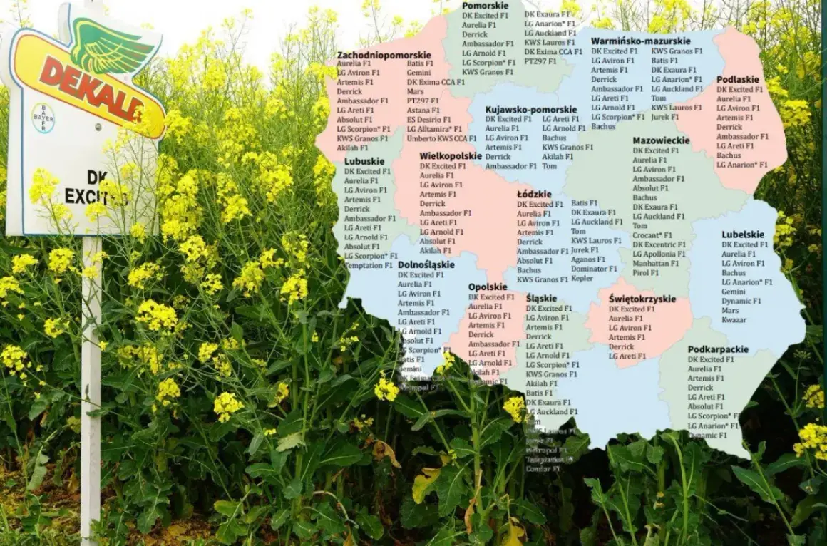 Pole rzepaku Jurek, z tablicą Dekalb, na tle mapy Polski z nazwami województw i odmianami nasion.