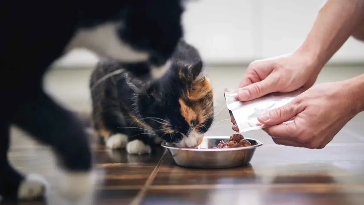Un gato come comida húmeda de un cuenco. La cantidad de cuanta comida húmeda debe comer un gato al día depende de su edad y peso.
