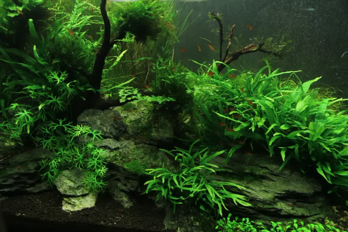 Un aquarium luxuriant avec de petites poissons rouges nageant parmi des plantes aquatiques denses, dont une **algue pinceau** aux feuilles délicates.
