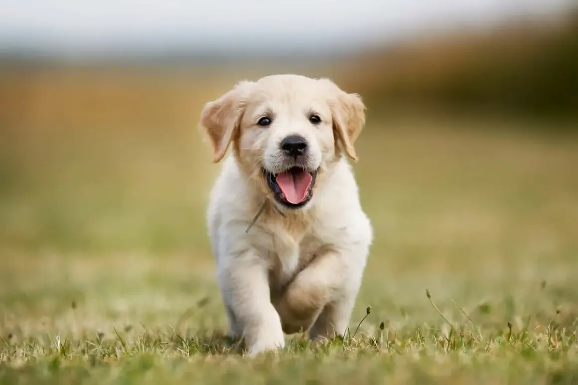 Szczenię golden retriever miniaturka biegnie przez trawę z radosnym wyrazem pyska.
