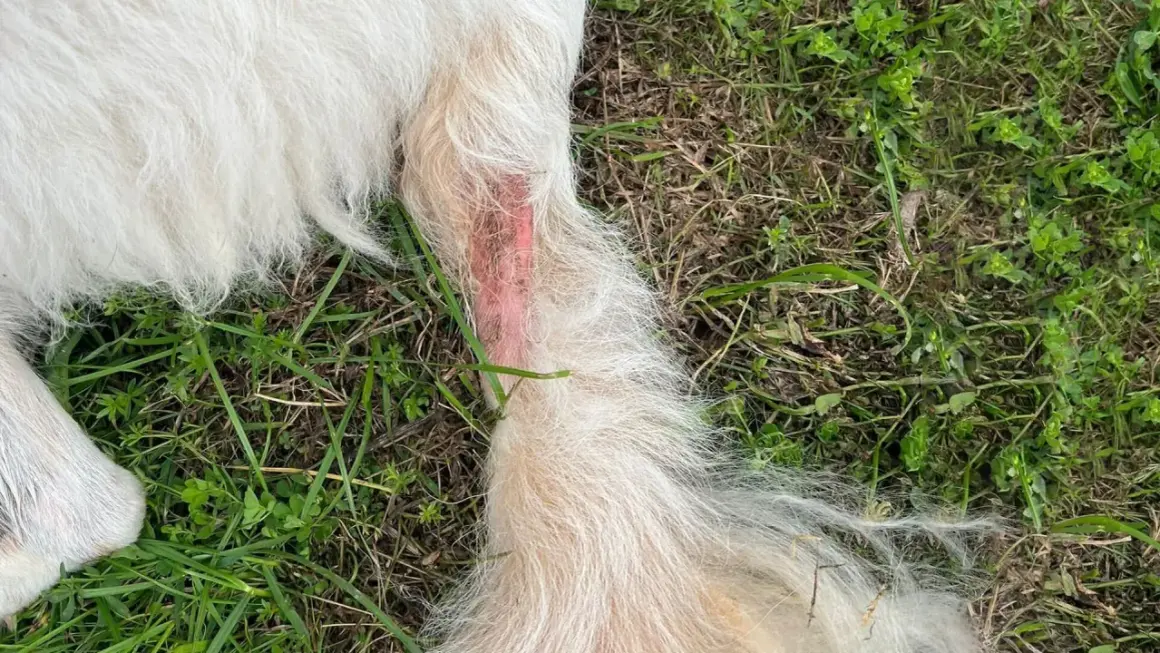 Plaie rouge et irritée sur la patte d'un chien, un hot spot qui nécessite des soins.