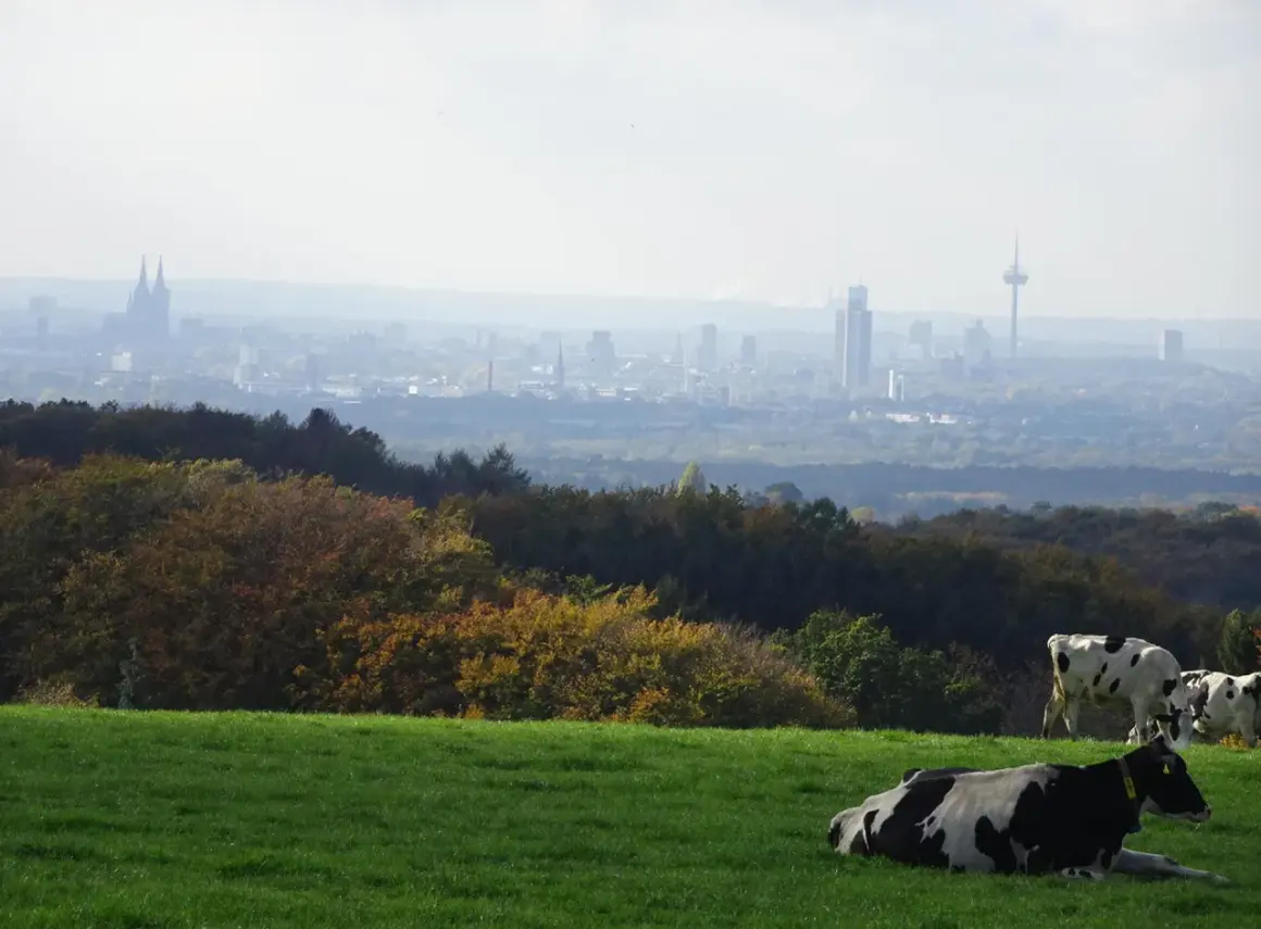 Kühe auf einer grünen Wiese mit Blick auf die Silhouette von Köln und den Sonnenberg in Bergisch Gladbach im Dunst.