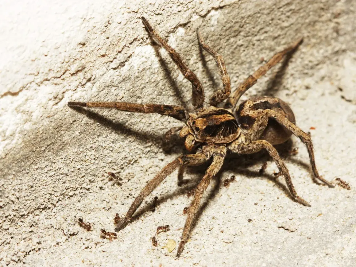 Una tarantola italiana, con le sue zampe pelose, si muove su una superficie ruvida, circondata da piccole formiche.