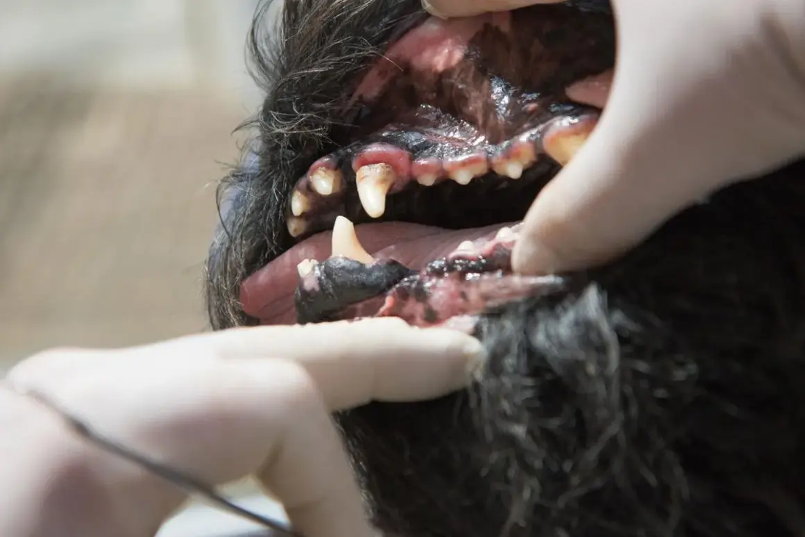 Gingivitis en perros: encías inflamadas y dientes con sarro. Un veterinario examina la boca de un canino.