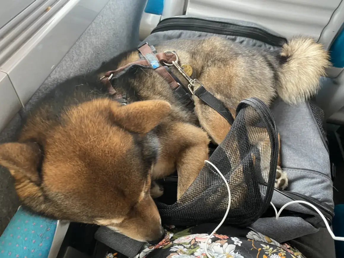 Un chien Shiba Inu dort paisiblement dans un sac de transport, prêt pour un voyage dog friendly.