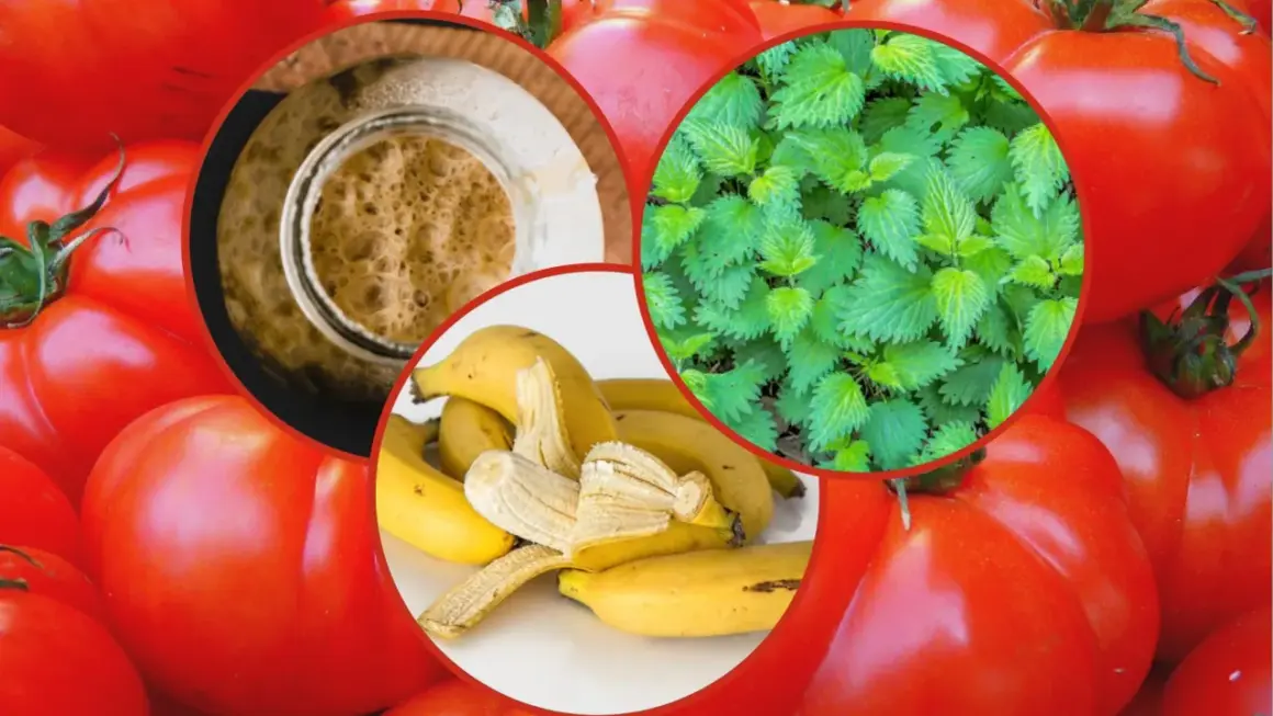 Domowe sposoby nawożenia pomidorów: pokrzywa, skórki bananów i drożdże.