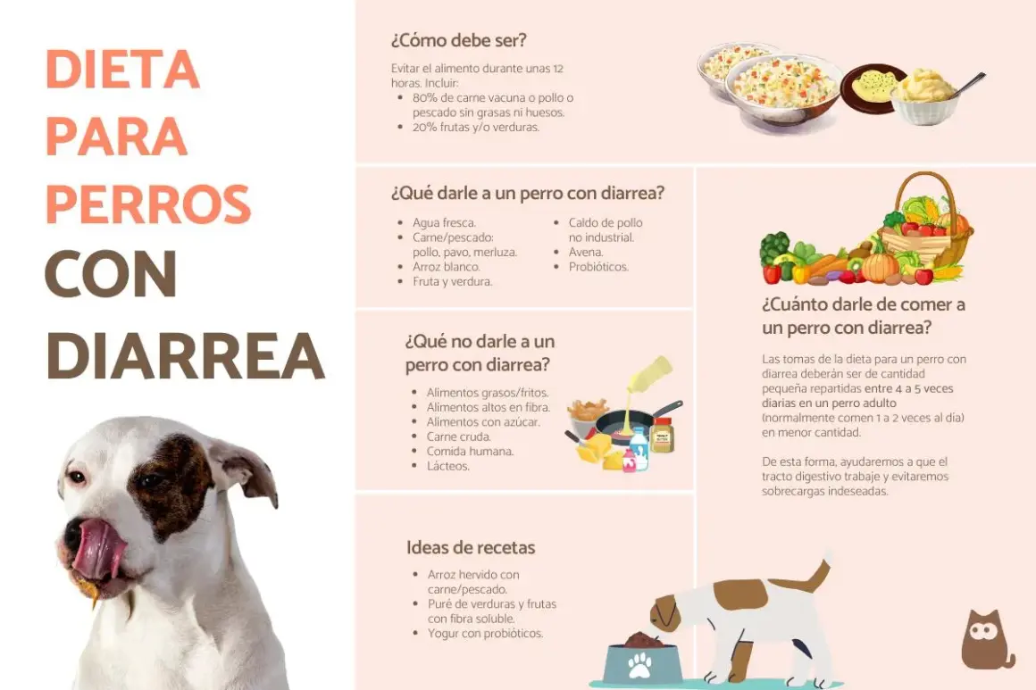 Tabla de dieta casera para perros con diarrea: qué darles, qué evitar y recetas.