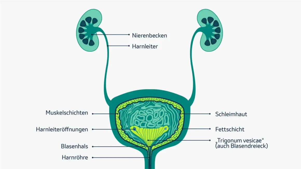 Anatomie der Harnwege mit Nieren, Harnleitern und Blase. Wichtige Informationen zur Lebenserwartung bei Blasenkrebs sind hier nicht abgebildet.