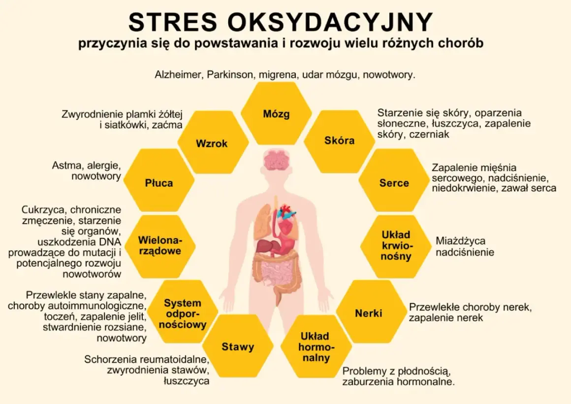 Stres oksydacyjny wpływa na mózg, wzrok, skórę, serce, układ krwionośny, nerki, układ hormonalny, stawy, układ odpornościowy, płuca i wielonarządowo. Antyoksydanty pomagają chronić organizm.