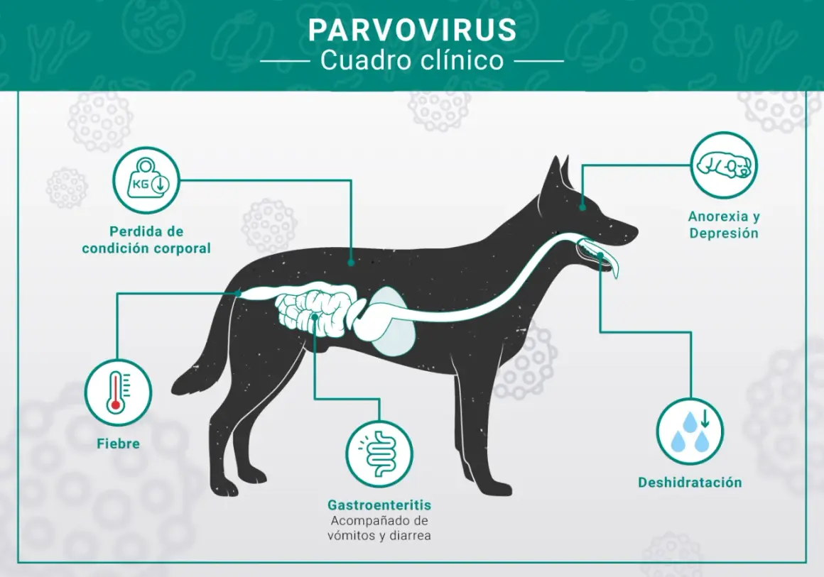 Síntomas del parvovirus en perros: fiebre, pérdida de peso, gastroenteritis con vómitos y diarrea, anorexia, depresión y deshidratación.