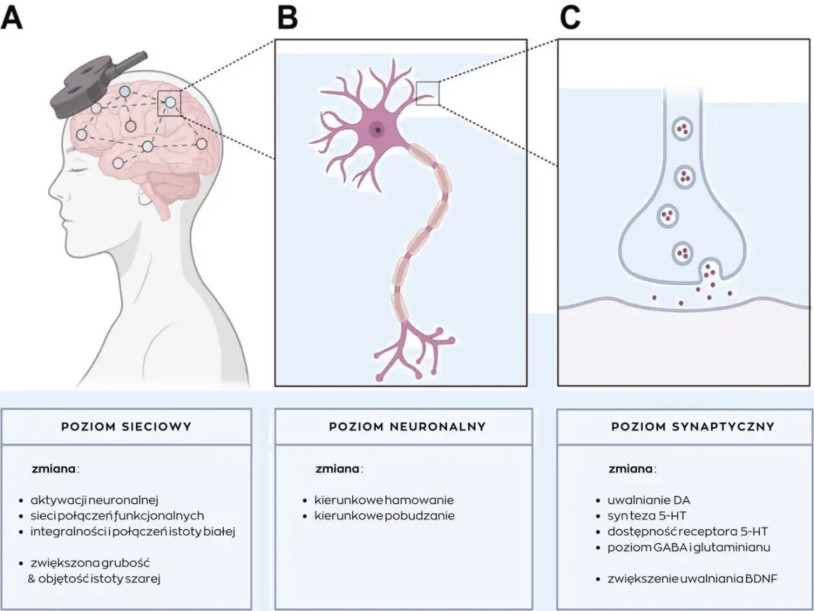 Ilustracja pokazuje schemat działania terapii TMS na mózg, neuron i synapsę, wyjaśniając zmiany na poziomie sieciowym, neuronalnym i synaptycznym.