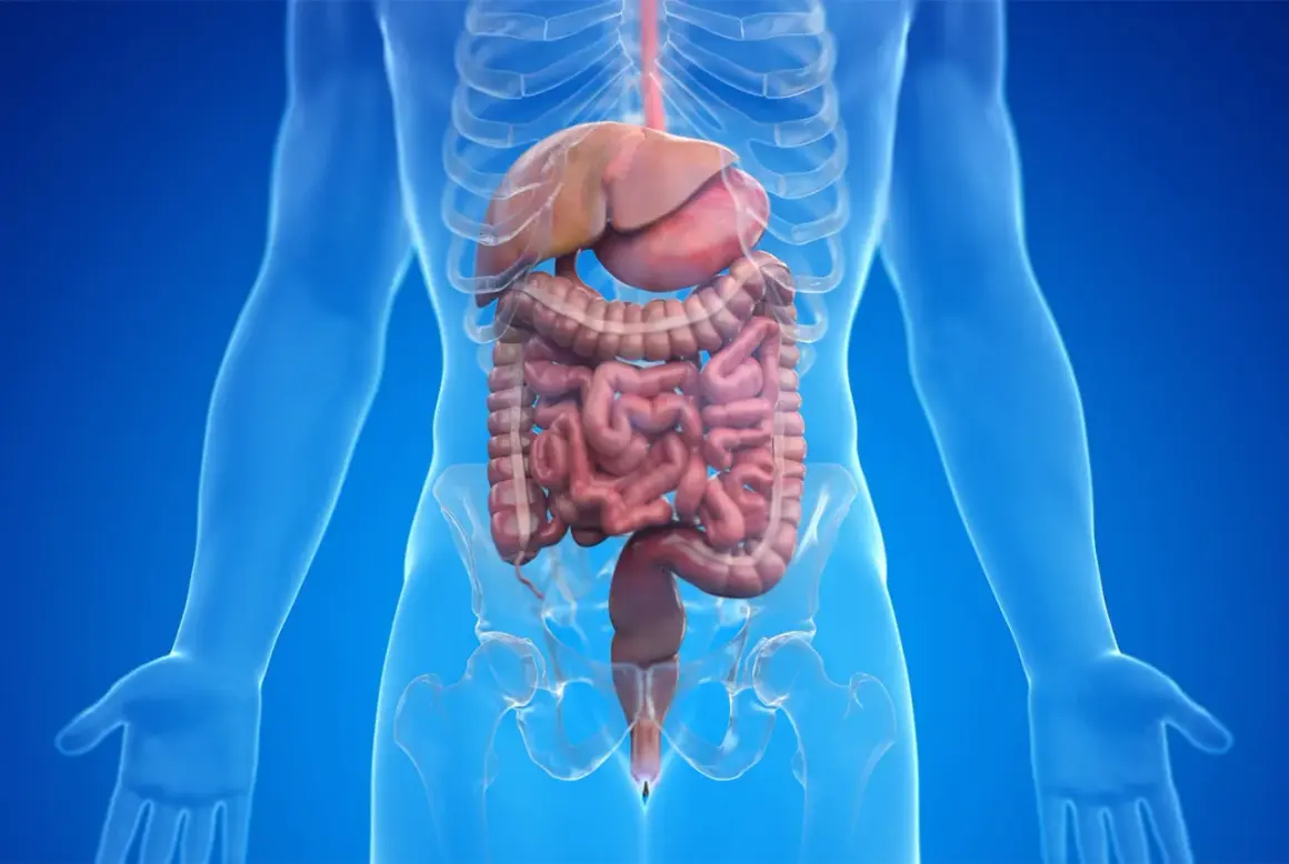 Anatomie du système digestif, montrant le foie, les intestins et le rectum. La région du périnée est visible, suggérant le lien avec la gestion des flatulences.