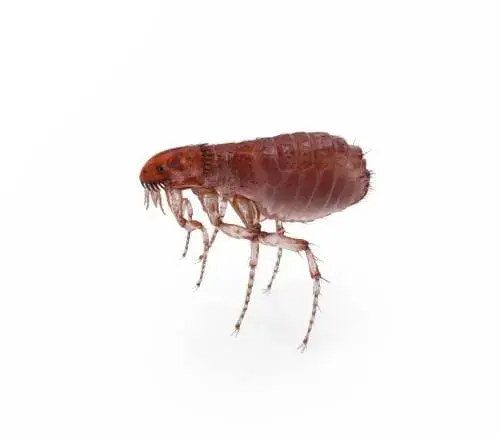 Cómo usar bomba pulgas de forma segura y efectiva en tu hogar