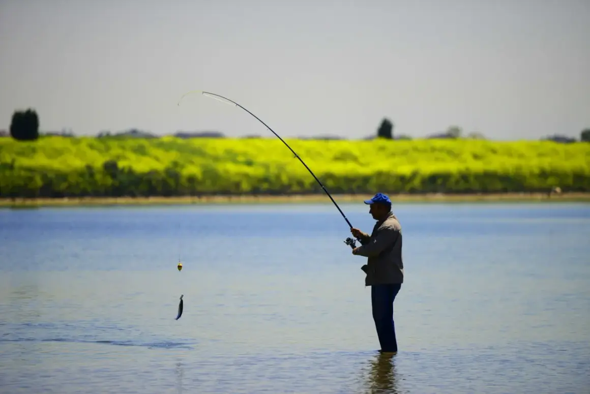 Pêcheur dans l'eau, tenant une canne à pêche avec un poisson suspendu, peut-être un perche royale, sur fond de champ de fleurs jaunes.