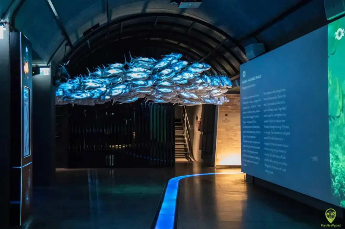 Wrocław na weekend dla dzieci: podwodny świat z ławicą ryb i wielorybem. Fascynująca ekspozycja w Oceanarium.