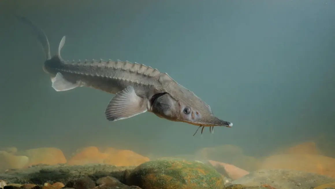 Un esturgeon, poisson emblématique de France, nage dans les eaux claires, son corps couvert d'écussons le protégeant.