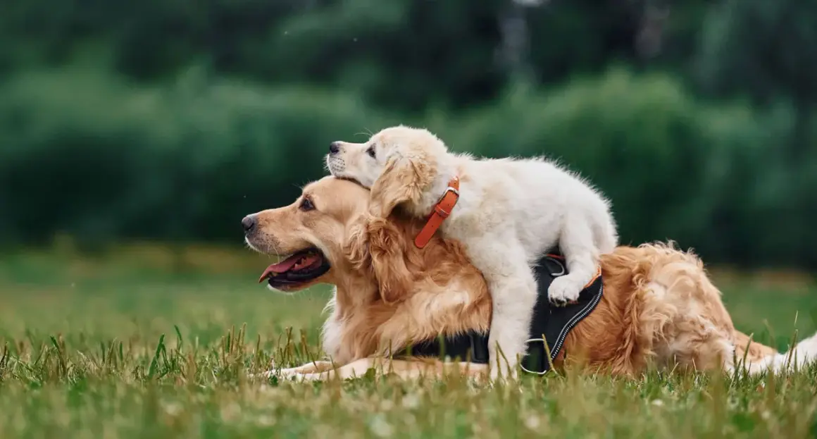 En stor golden retriever vilar i gräset med en valp som sitter ovanpå. En perfekt bild för en utfodringstabell hund.