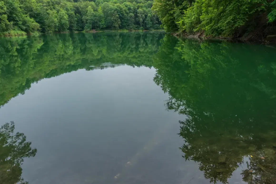 Spokojne, zielone jezioro szmaragdowe w Szczecinie, otoczone gęstym lasem, odbija się w spokojnej tafli wody.