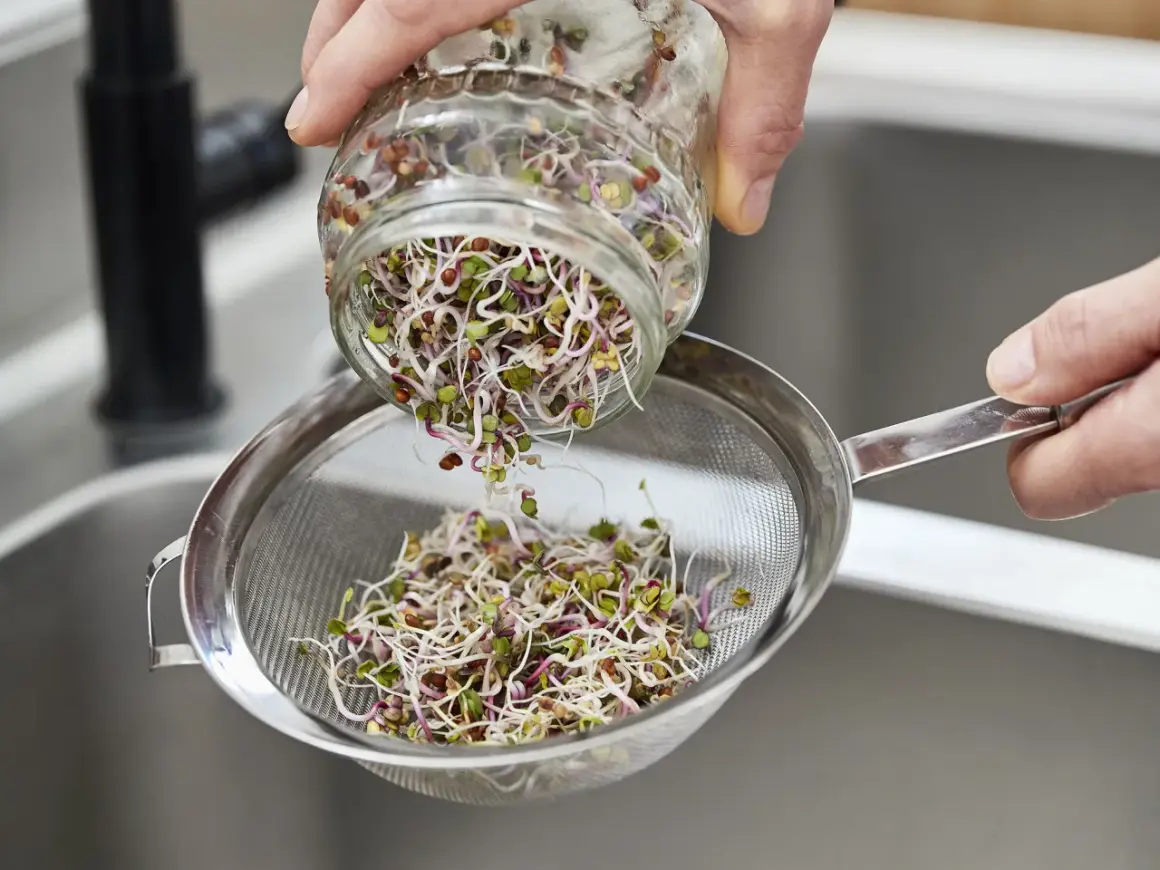 Frische Sprossen werden aus einem Glas in ein Sieb geschüttet, bereit für einen gesunden gemischten Salat mit Sprossen.