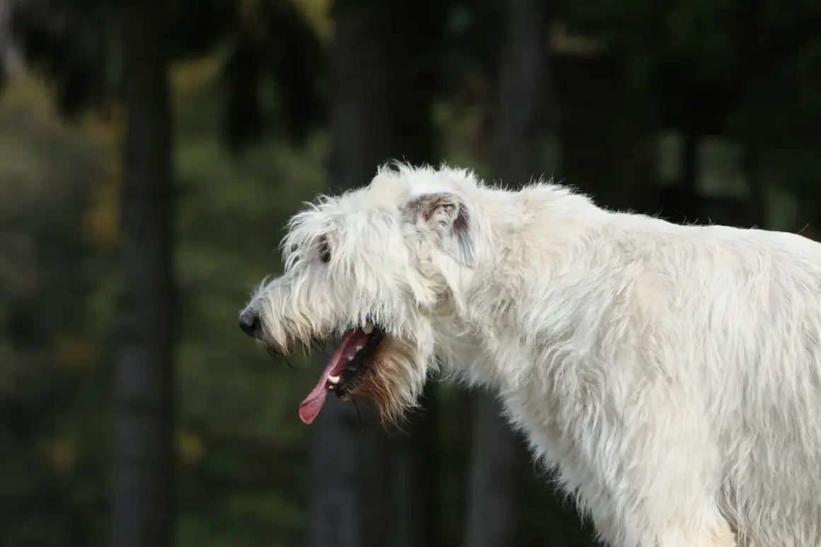 Perro blanco con pelaje largo y desaliñado, jadeando con la boca abierta. Podría ser un síntoma de tos cardiaca en perros.