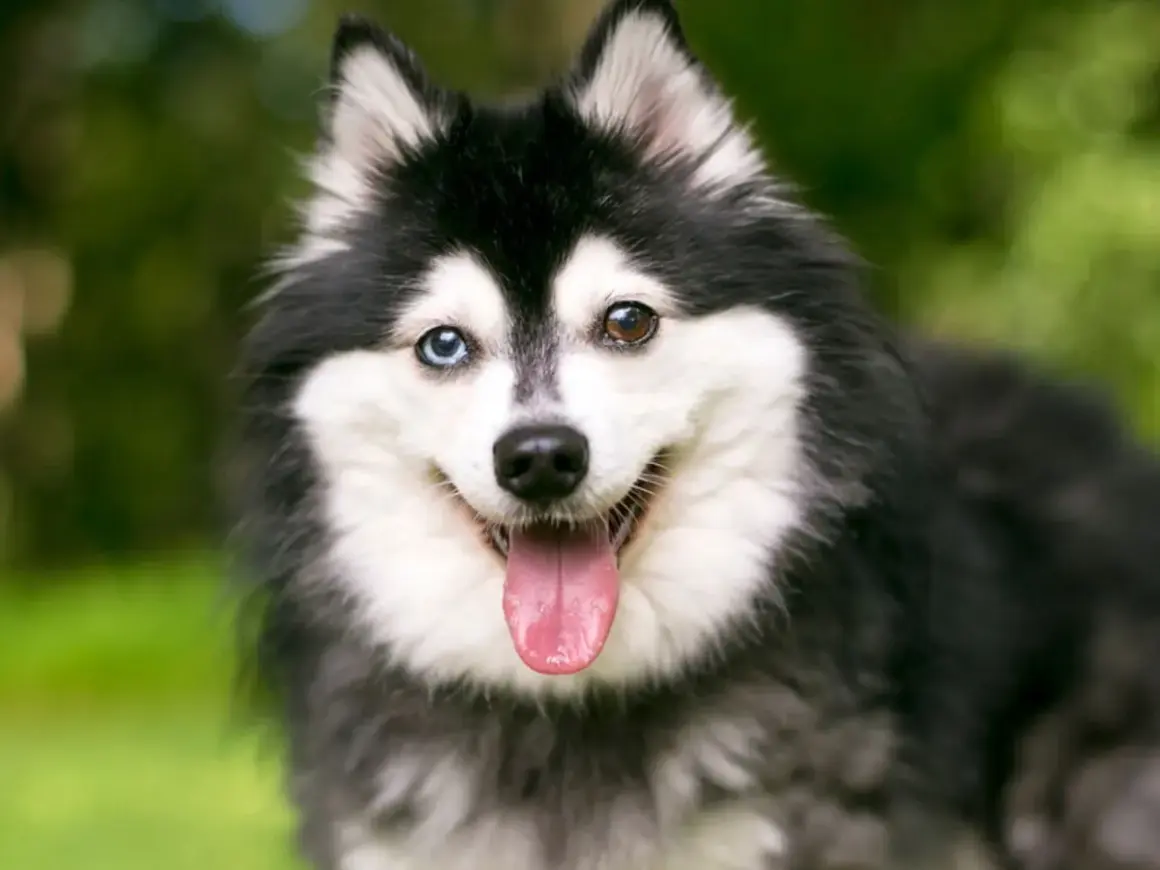 Un adorable alaskan klee kai con heterocromía, lengua afuera y pelaje negro y blanco, sonriendo en un jardín.