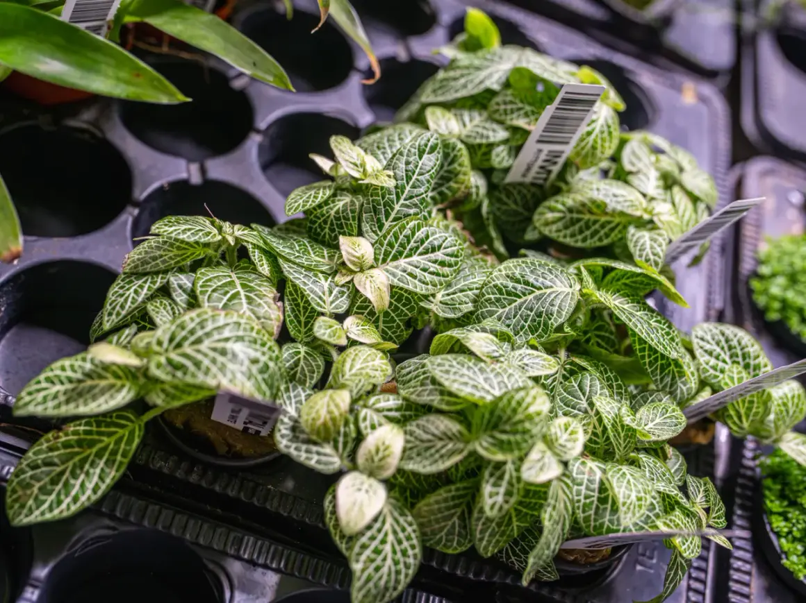 Rośliny do terrarium: przewodnik po wyborze, sadzeniu i bezpieczeństwie