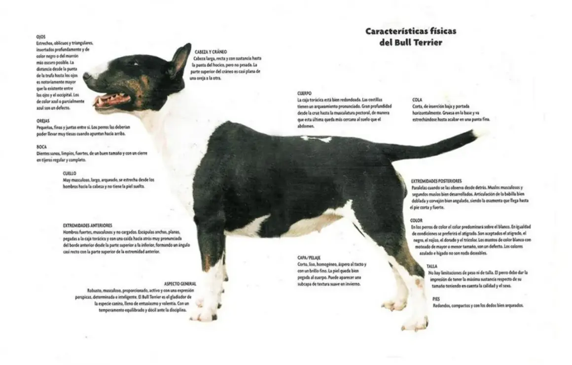 Un bull terrier blanco y negro, con su característica cabeza de huevo, posa con atención.