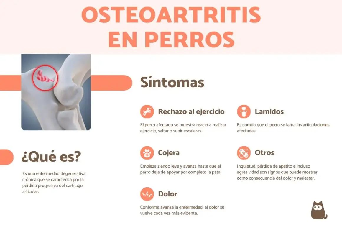 Infografía sobre la osteoartritis en perros, detallando síntomas como rechazo al ejercicio, lamidos, cojera y dolor.